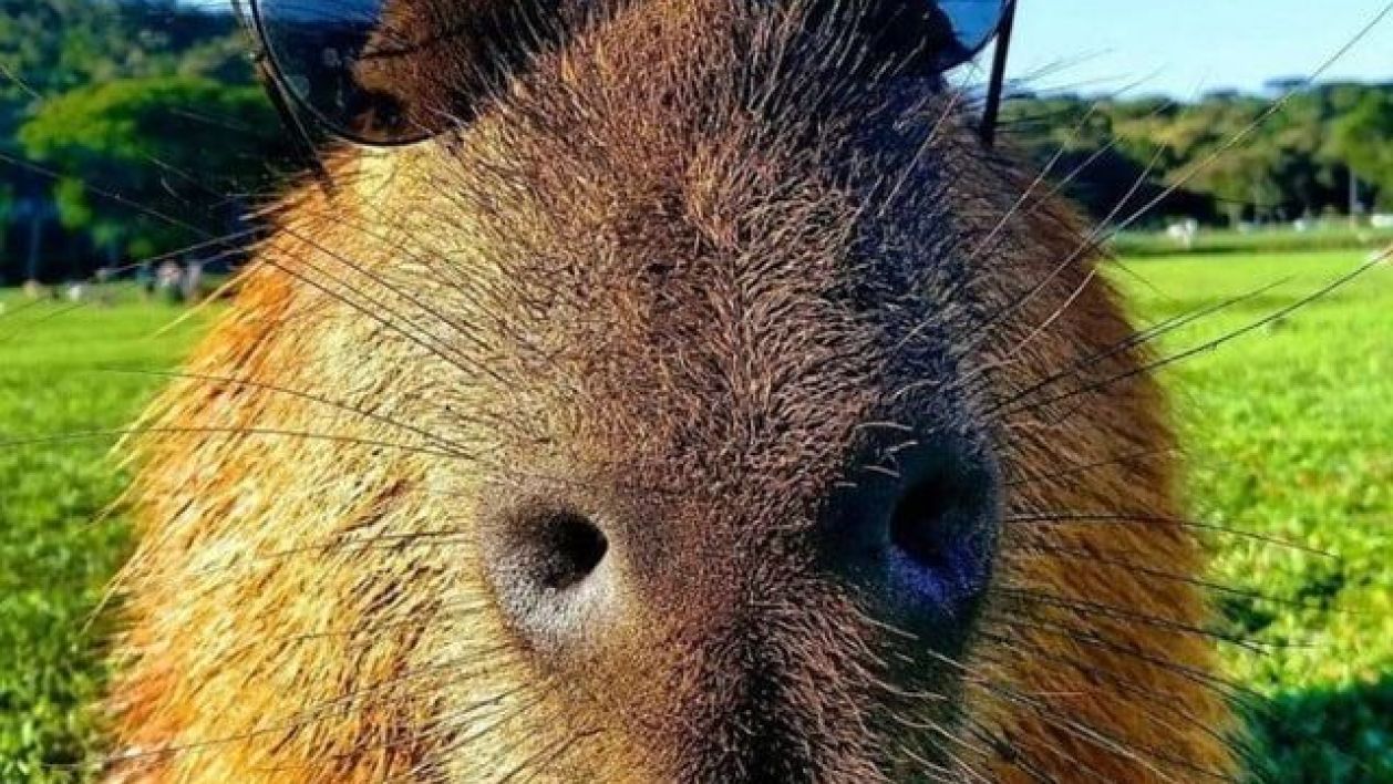 Capybara753's Avatar